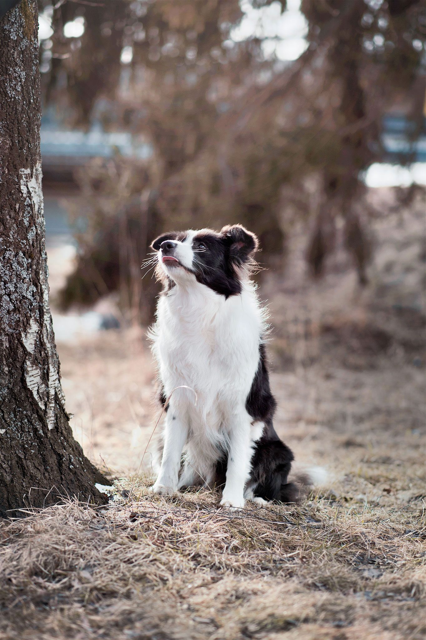 Lystitassun koiran koulutus control unleashed verkkokurssi