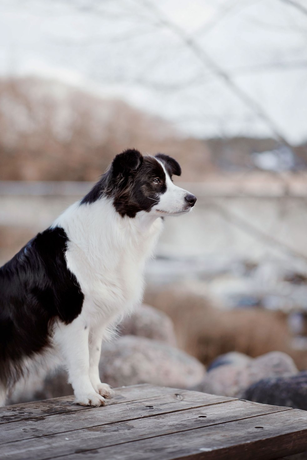 Lystitassun koiran koulutus control unleashed verkkokurssi