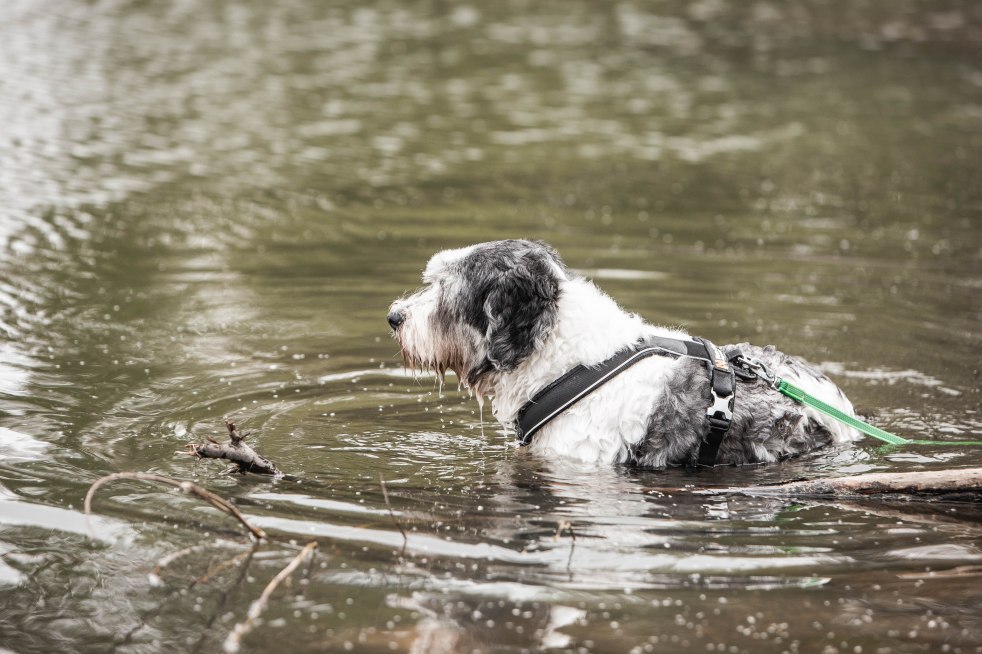 Lystitassun koiran koulutus control unleashed verkkokurssi